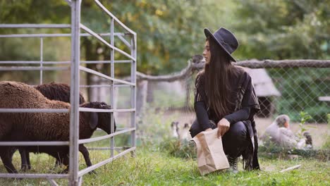 woman feeding sheep at a farm