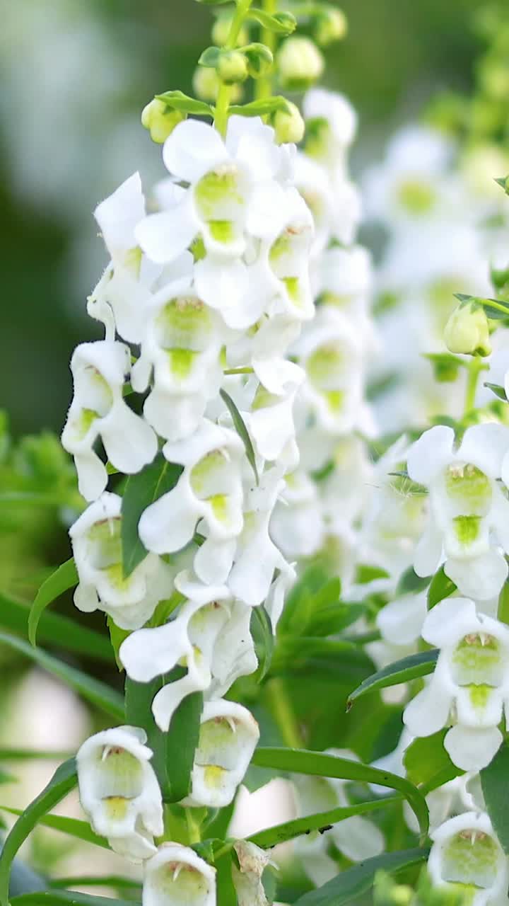 Close-up of white willowleaf angelon flowers gently swaying in breeze