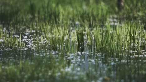 lower view from top of the puddle with pond grass near in velence lake, hungary