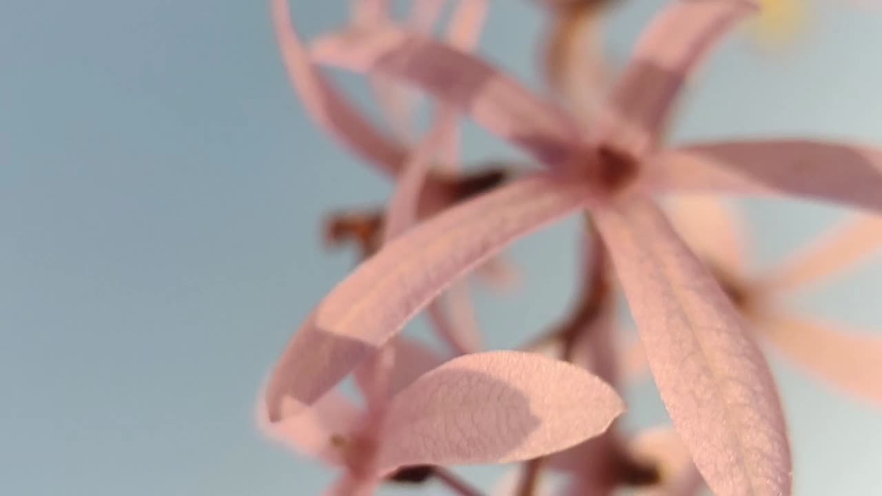 flores y hojas en cámara lenta