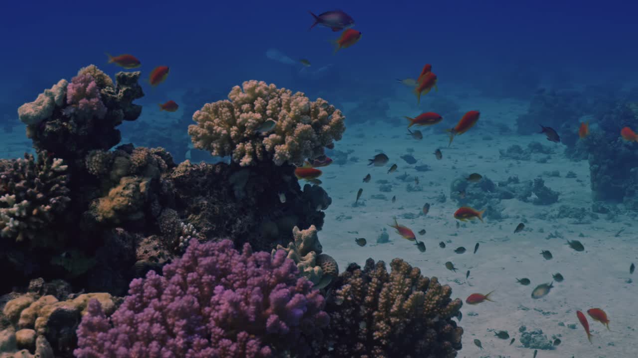 Un fitto banco di piccoli pesci color arancio rossastro, Anthias, nuota attorno a una grande struttura corallina multicolore composta da coralli più chiari come Acropora o corallo cervello