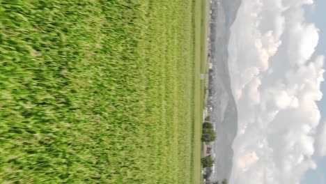Nahaufnahme-Der-Luftaufnahme-Von-Grünen-Maisfeldern-Mit-Blauem-Himmel,-Nach-Oben-Neigen