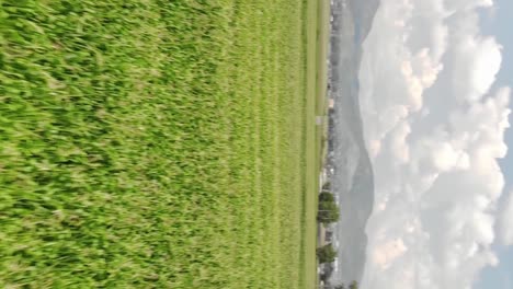 close up aerial view of green corn fields with blue sky, tilt up