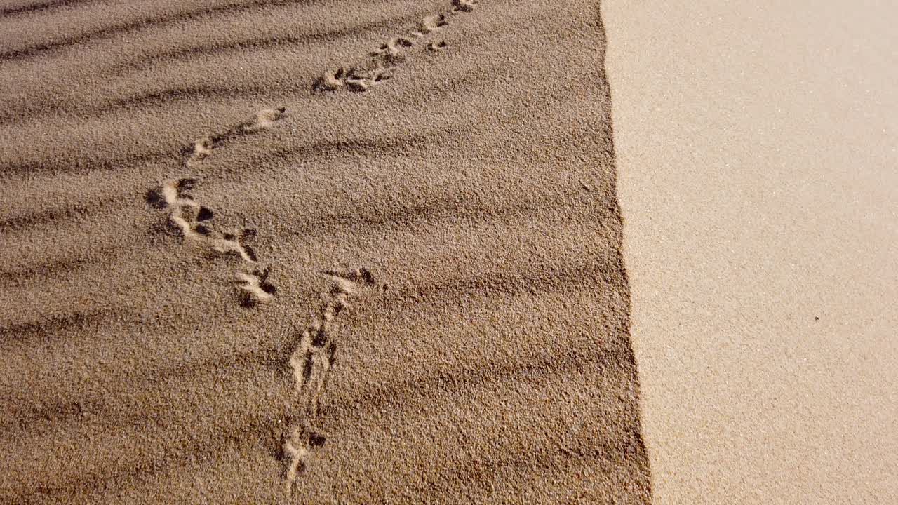 모래 언덕과 새 트랙