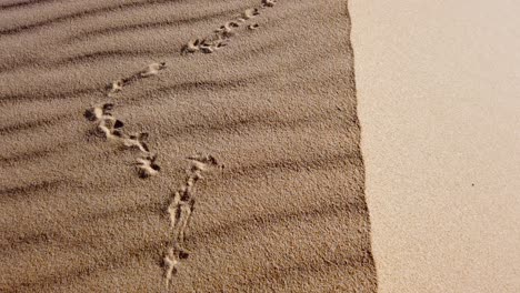 Sand-dunes-and-bird-tracks