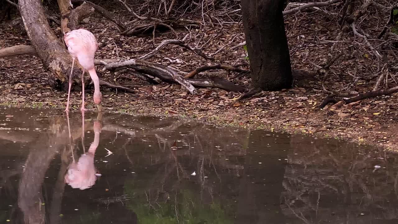 갈라파고스에서 플라밍고 먹이