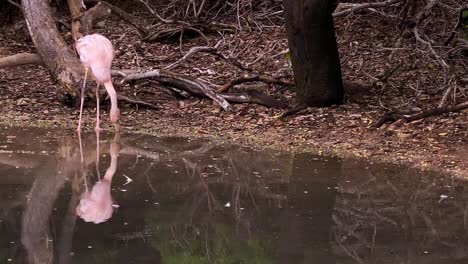 Un-Flamenco-Se-Alimenta-En-Las-Galapagos