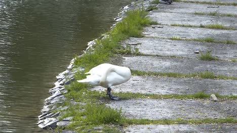 Gran-Cisne-Blanco-Limpiando-Su-Trasero-Con-Pico-Y-Preparándose-Para-Dormir,-Tiro-Ancho