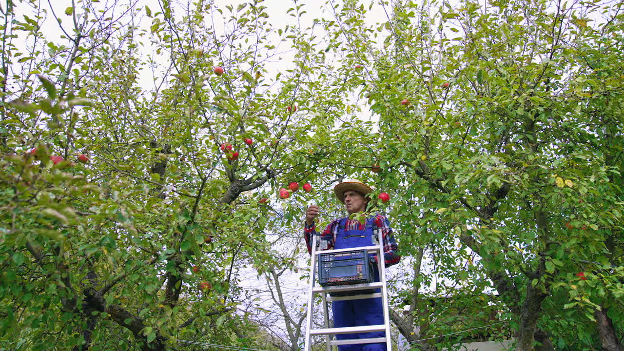 Farmer bringing a ladder for picking up. Fruit farmer harvesting an apple.