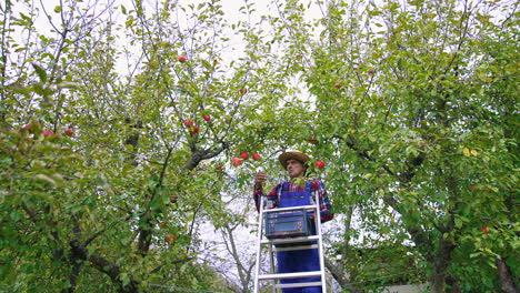 farmer bringing a ladder for picking up. fruit farmer harvesting an apple.