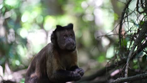 Mono-Capuchino-En-La-Selva-Comiendo