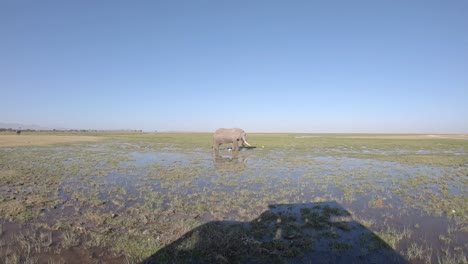un elefante solo pastando en un estanque en el parque nacional de amboseli, kenia, vida silvestre africana