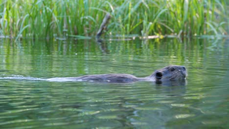 Mittlere-Aufnahme-Eines-Bibers,-Der-In-Einem-Teich-In-Britisch-Kolumbien-Schwimmt