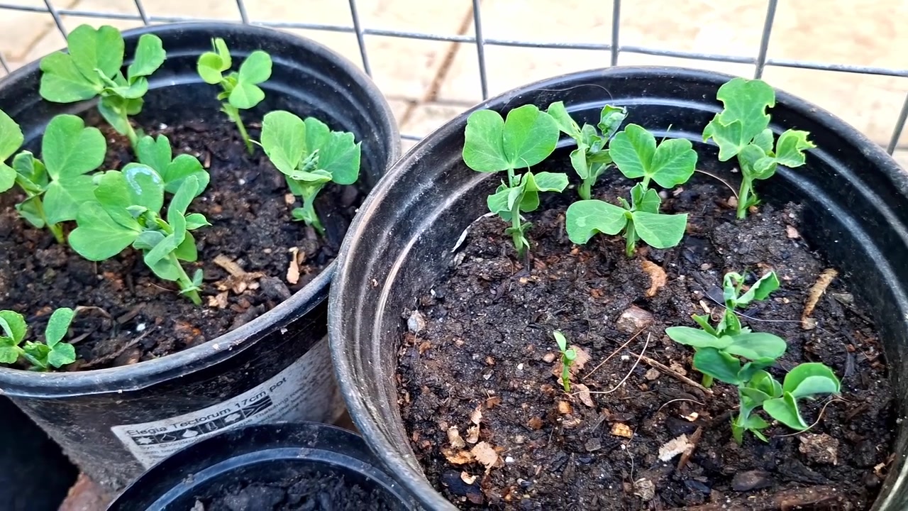 Piselli odorosi che germogliano e crescono in piccoli vasi neri riempiti di terriccio e compost