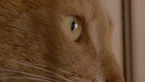 abyssinian cat, cat’s eyes close up