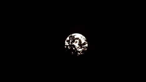 Tree-Branches-In-Silhouette-With-Bright-Full-Moon-In-Background-At-Night