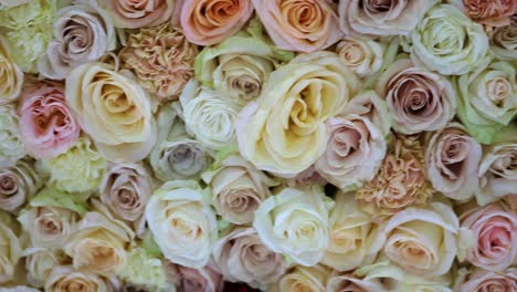 natural roses background closeup