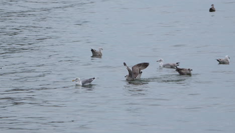 bandada de gaviotas que se reúnen y flotan en el agua - amplio