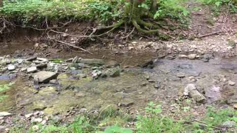 [foto fija] corriente de río salvaje en el bosque con hojas verdes | rocoso