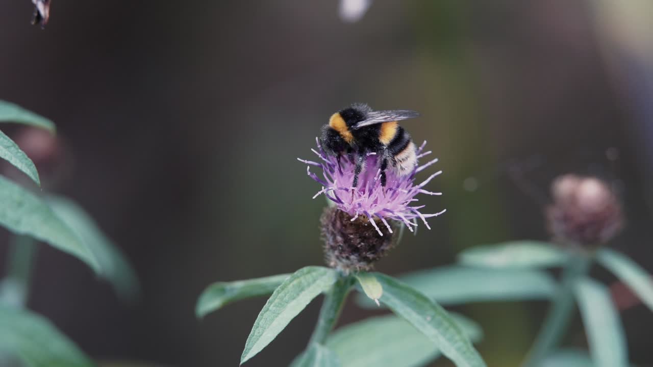abejorro polinizando una flor de mala hierba antes de tomar vuelo