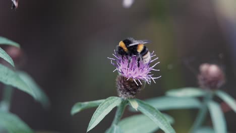 bumble bee pollinating a knapweed flower before taking flight