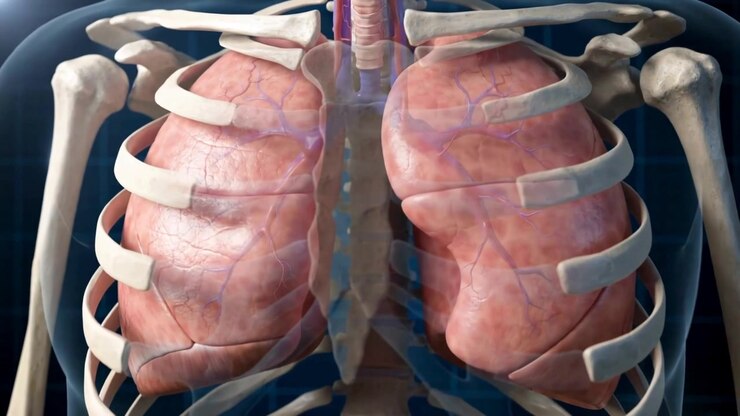 3D Animation Of Lung Lobes Inflating Right And Left Lungs Expanding Asymmetrically With Breath