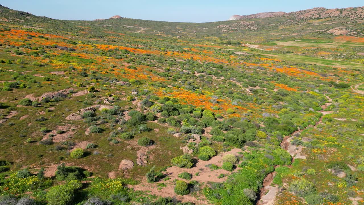 남아프리카 공화국 북부 케이프 주 나마 ⁇ 랜드 의 화려 한 화려 한 일 년 야생 꽃 의 공중 사진