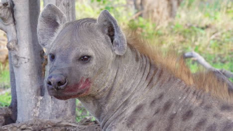 Eine-Tüpfelhyäne-Mit-Blutflecken-Im-Maul-Ruht-Sich-Aus,-Nachdem-Sie-Auf-Der-Safari-Im-Okavango-Delta-Aasfresser-War-–-Nahaufnahme