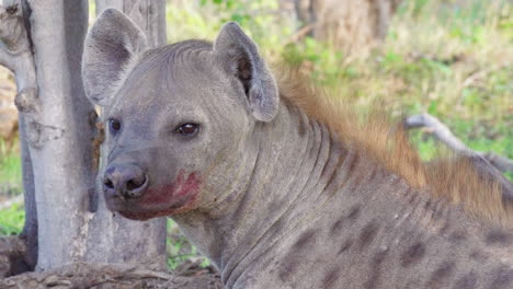 una hiena manchada con manchas de sangre en la boca descansando después de buscar basura en el safari en el delta de okavango - de cerca