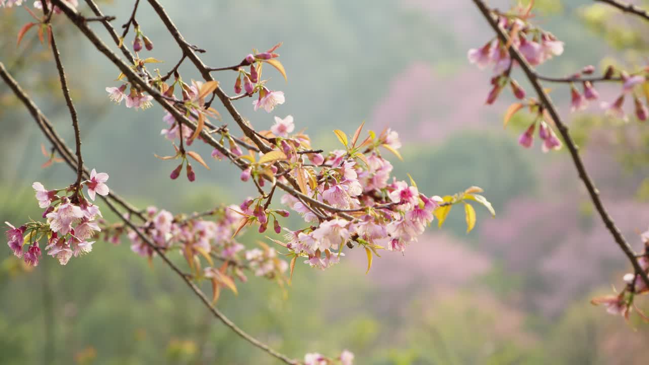 아름다운 분홍색 체리 꽃