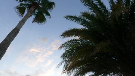 Silueta-De-Palmeras-Contra-El-Sereno-Cielo-Del-Atardecer