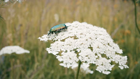 El-Escarabajo-Brillante-Se-Sienta-En-Una-Flor-Blanca-En-El-Jardín