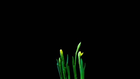 time lapse shooting of the growth and flowering of a bouquet of blue and yellow daffodils on a black background, 4k video. beautiful unusual flowers.