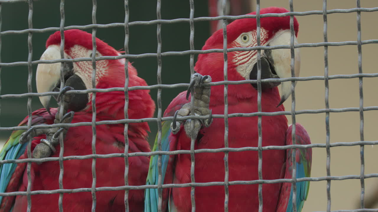 un par de guacamayos escarlatas aferrados a su jaula en un recinto del zoológico