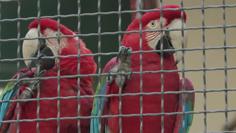 a pair of scarlet macaws clinging to their cage in a zoo enclosure