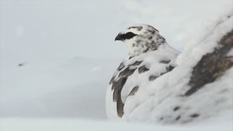 Schneehuhn-Aus-Nächster-Nähe-Im-Wintergefieder-In-Verschneiten-Bergen,-Cairngorms,-Schottland