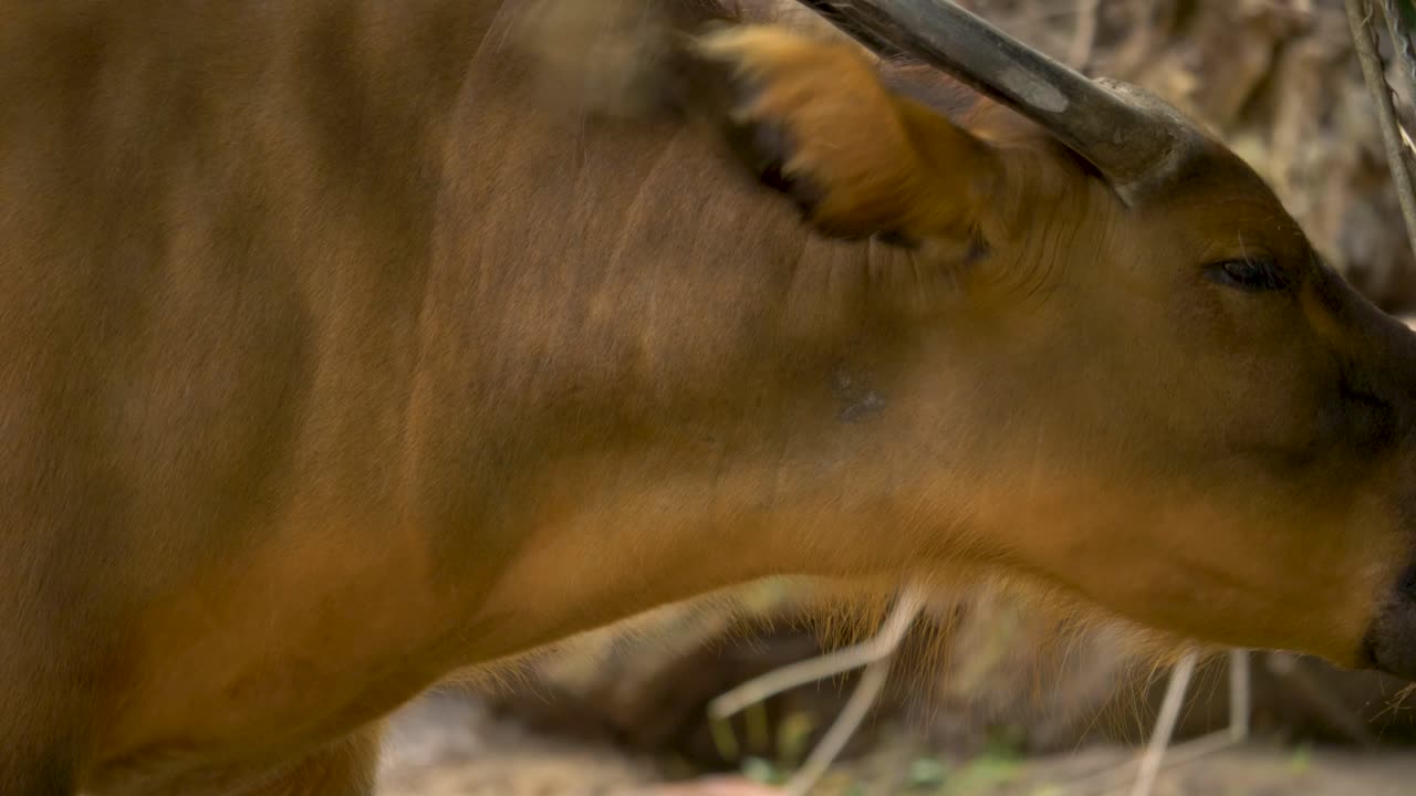 Ritratto ravvicinato di un bufalo di foresta che si nutre, bufalo nano, bufalo del Congo