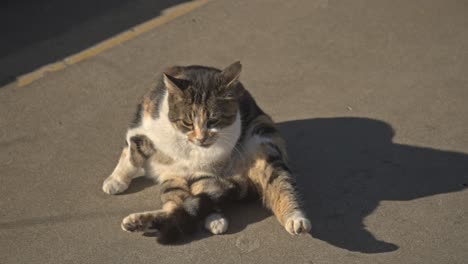 Schwarz-weiße-Katze-Kratzt,-Putzt,-Spielt-Zeitlupe-4k-Uhd