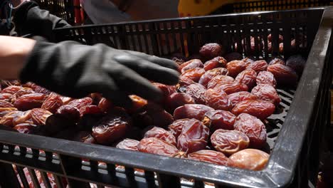 Fresh-organic-Medjoul-date-fruits-sorting-after-harvest,-close-up