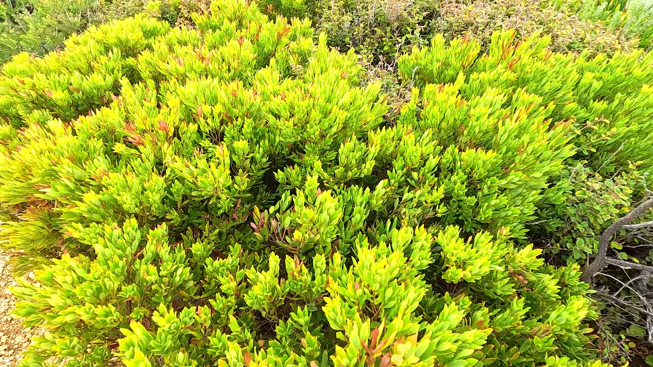 Dense Bush with Vibrant Green Foliage