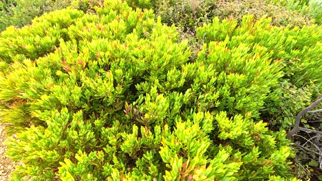dense bush with vibrant green foliage
