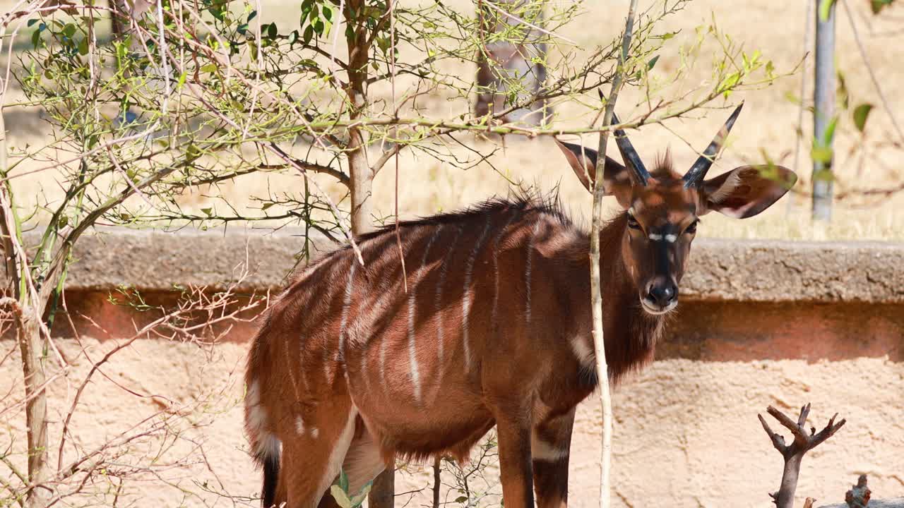 antílope nyala de pie cerca de un árbol y una pared
