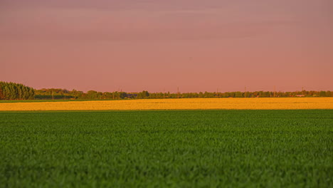 Campos-De-Cultivo-Verdes-Al-Atardecer.-Tiro-De-Lapso-De-Tiempo