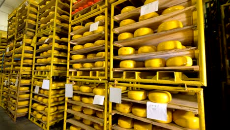 different types of cheese being stored at cheese plant.