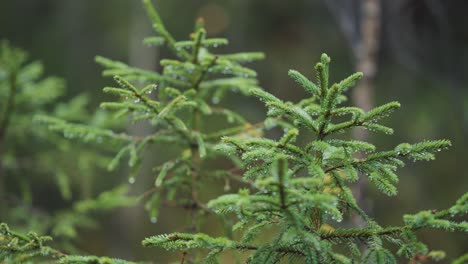 a close-up of the pine trees on a rainy day