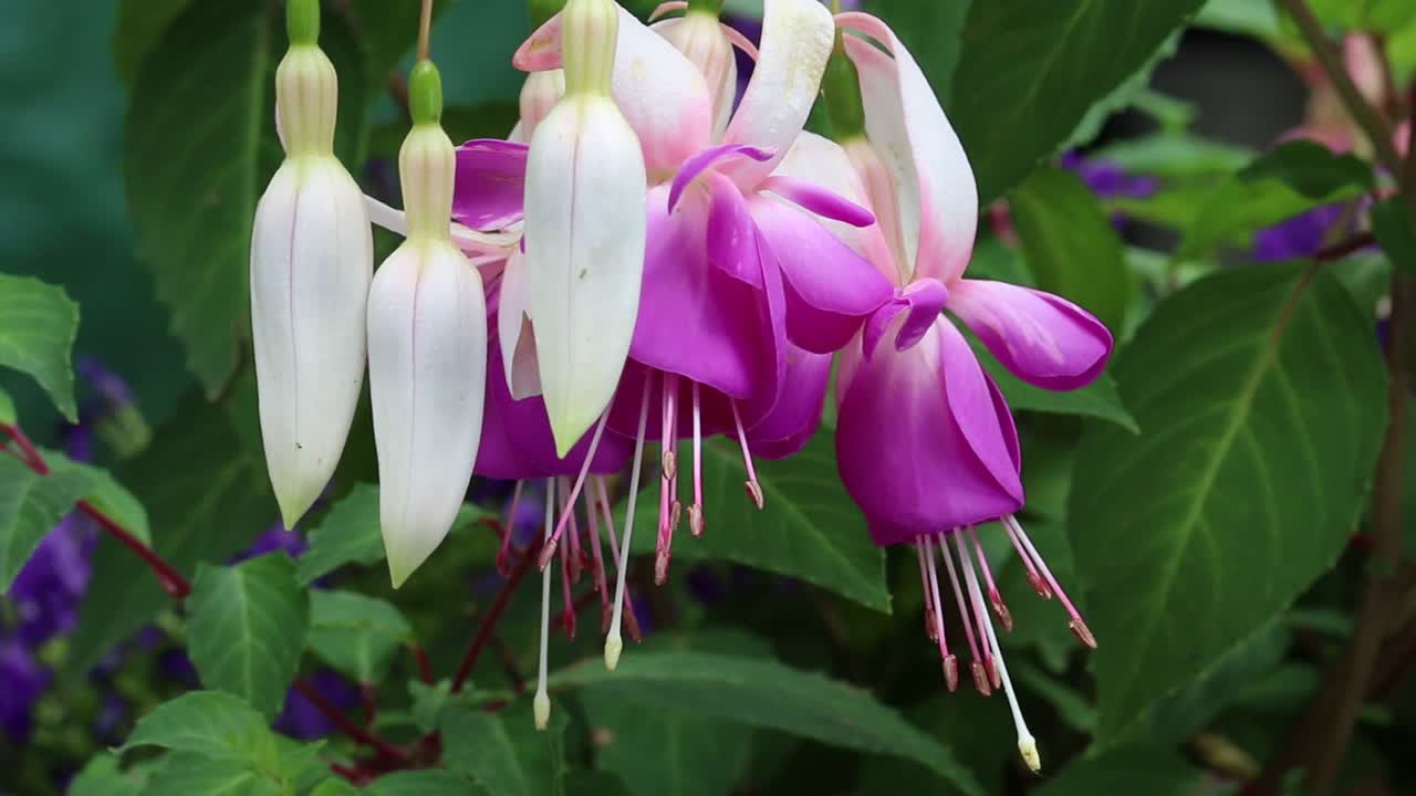 el primer plano de las flores del jardín de fuschia.