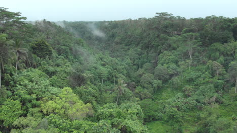 through the jungle of ubud