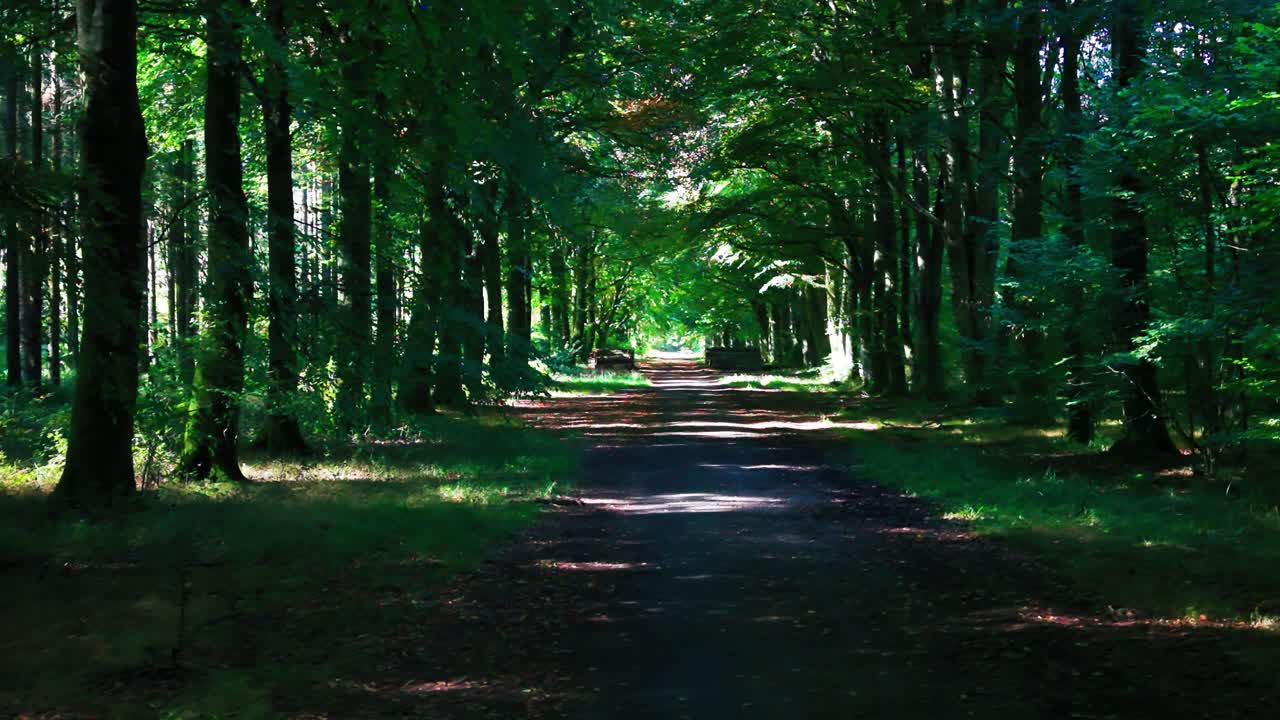 A peaceful woodland road running through Grovely Woods in Wiltshire, England. Tall trees form a natural canopy creating a tunnel of green light and shadow. Atmospheric British countryside landscape id