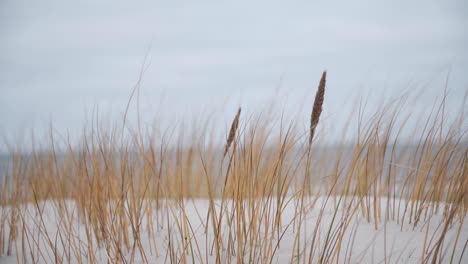 wind at sea, close up onto grass