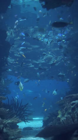 vibrant underwater world with diverse fish and coral reef